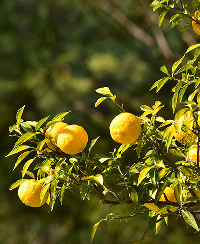 Perfumes frutales